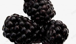 黑梅子最新爆料,揭秘娱乐圈惊人内幕